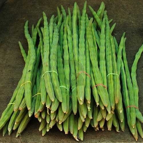 Moringa / Drumstick Tree Seeds for Home Garden | Fast Growing Vegetable Tree | Premium Quality Seeds