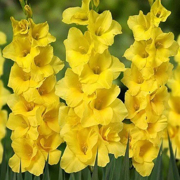 Gladiolus Yellow Flower Bulb | Indoor/Outdoor Flowering Bulb | Perfect for Home Garden & Pots
