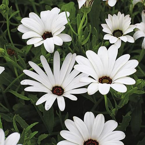 Dimorphotheca White Flower Seeds for Home Garden & Terrace | Beautiful White Daisy Blooming Plan