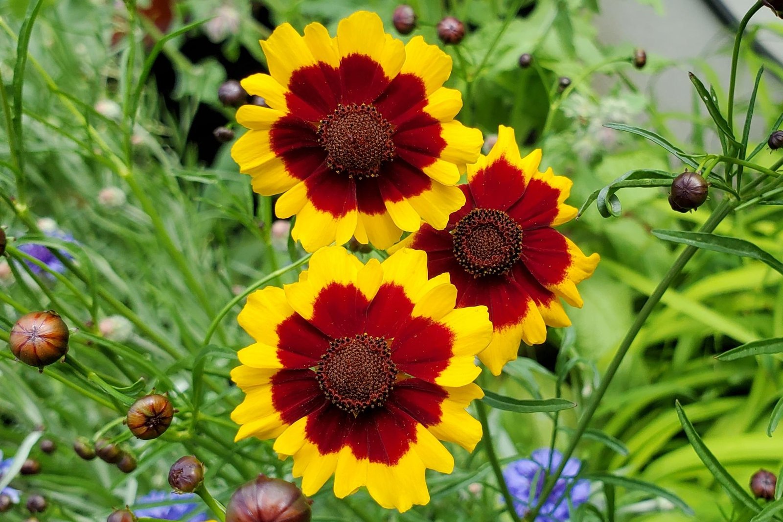 Coreopsis Flower Seeds for Home Garden & Terrace | Bright Yellow Summer Blooming Plants | Easy t