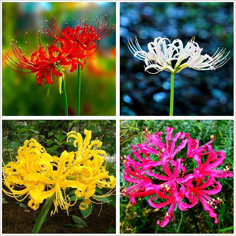Lycoris Lily Flower Bulbs for Home Garden & Terrace | Exotic Spider Lily Blooming Plants | Easy 