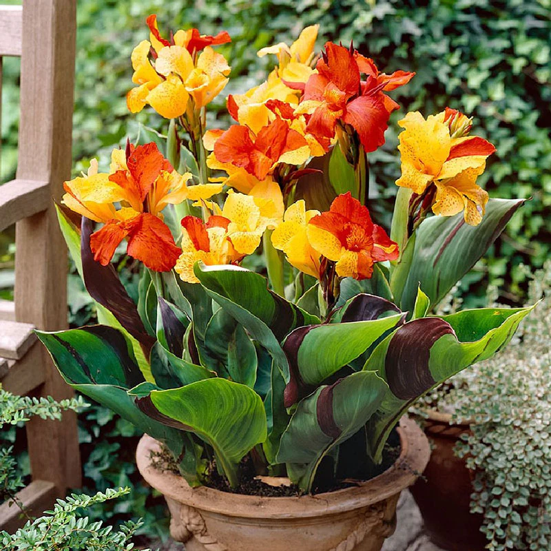 Canna Lily Flower Bulbs | Tropical Vibrant Blooms | Home Garden & Terrace Planting