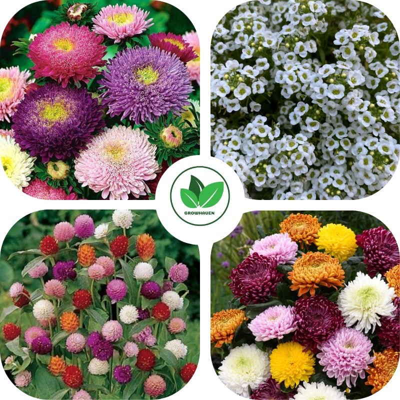 Best Winter Flower Seeds Pack of 4 | Ideal For Home Garden & Terrace Planting