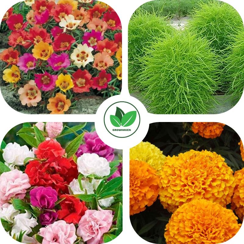 Summer Combo Pack of 4 Unique Flower Plant Seeds | Best For Home Garden & Terrace