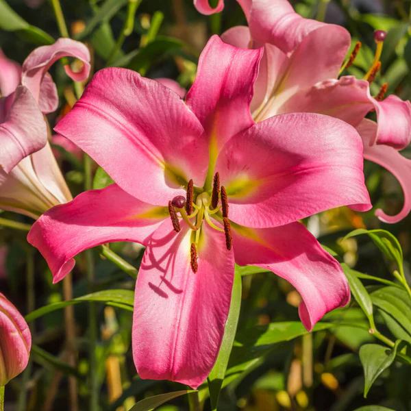 Asiatic Lily Pink Flower Bulb | Indoor/Outdoor Flowering Plant Bulb | Best for Home Garden 