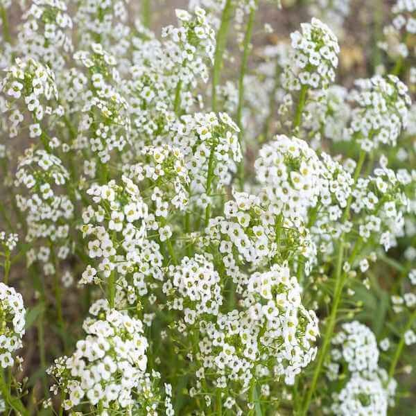 Gypsophila Flower Seeds for Home Garden & Terrace | Delicate White Blooming Plants | Easy to Gro