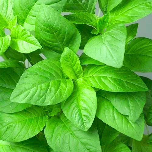 Hari Chaulai / Green Amaranthus Vegetable Seeds for Home Garden & Terrace | Nutritious Leafy Gre