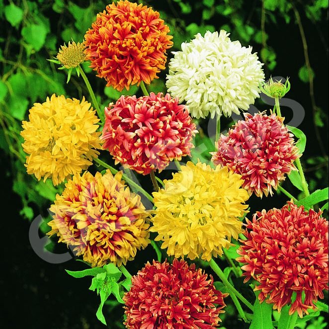 Gaillardia Mixed Flower Seeds for Home Garden & Terrace | Multicolor Daisy Blooming Plants | Eas
