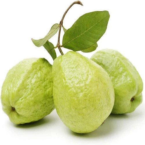 Guava / Amrood Fruit Seeds for Home Garden & Terrace | Healthy Fruit Plant Seeds | Easy to Grow 
