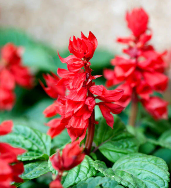 Salvia Splendens Saint John’s Fire Flower Seeds | Winter Flower Seeds | Best For Home Garden 