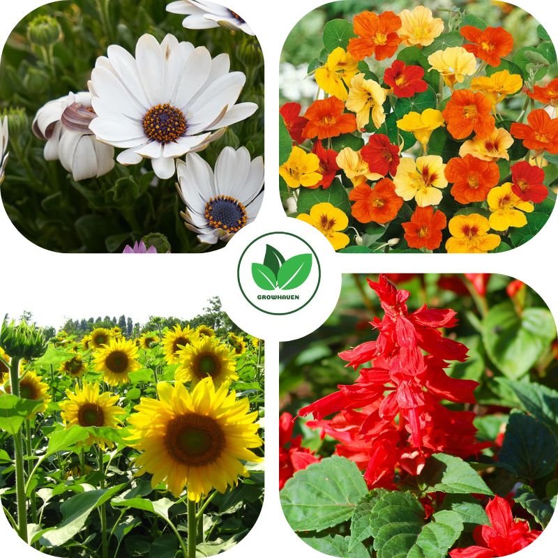 Home Garden & Terrace Best Winter Flower Seeds Combo | Pack of 4