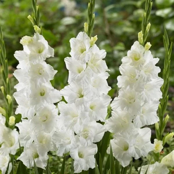 White Gladiolus Flower Bulb | Elegant Winter/Summer Flowering Bulbs | Best for Home Garden 