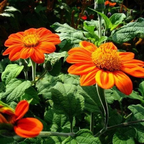Tithonia Summer Flower Seeds for Home Garden & Terrace | Bright Orange Blooming Flower Plants | 