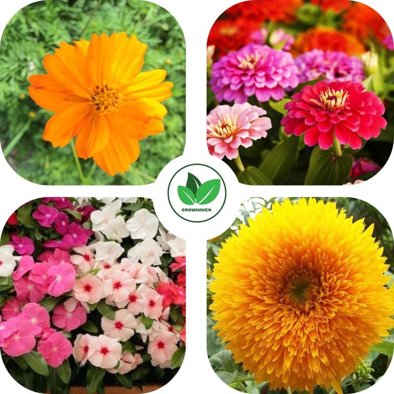 Summer Flower Plant Seeds Combo Pack of 4 | Best for Home Garden & Terrace