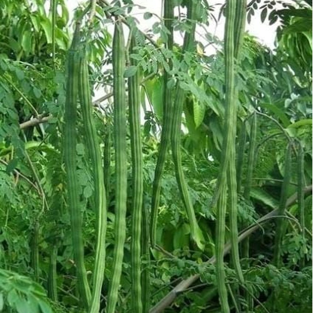 Drumstick / Moringa Vegetable Seeds for Home Garden & Terrace | Nutritious Moringa Tree Seeds | 