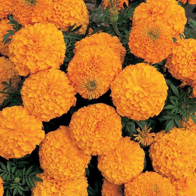 Marigold Flower Seeds for Home Garden & Terrace | Bright Blooming Seasonal Flowers | Easy to Gro