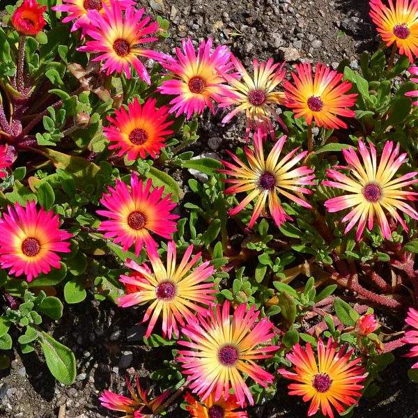 Mesembryanthemum Mixed Flower Seeds for Home Garden & Terrace | Multicolor Daisy Type Blooming P