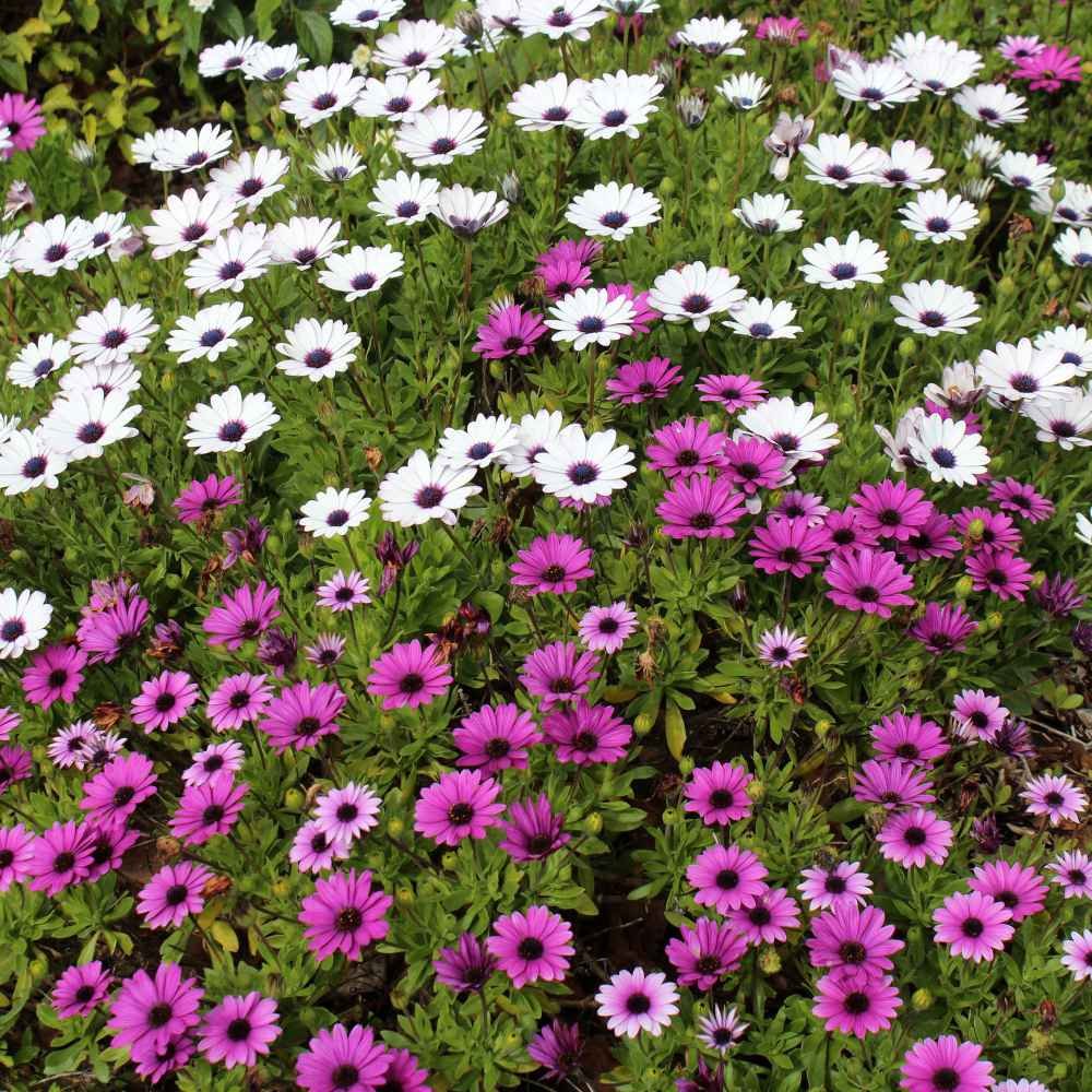 Osteospermum Mixed Color Flower Seeds for Home Garden & Terrace | Multicolor Daisy Blooming Plan