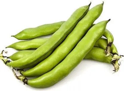 Bakla Bean Vegetable Seeds for Home Garden & Terrace | Fresh Broad Bean Plants | Easy to Grow Ki