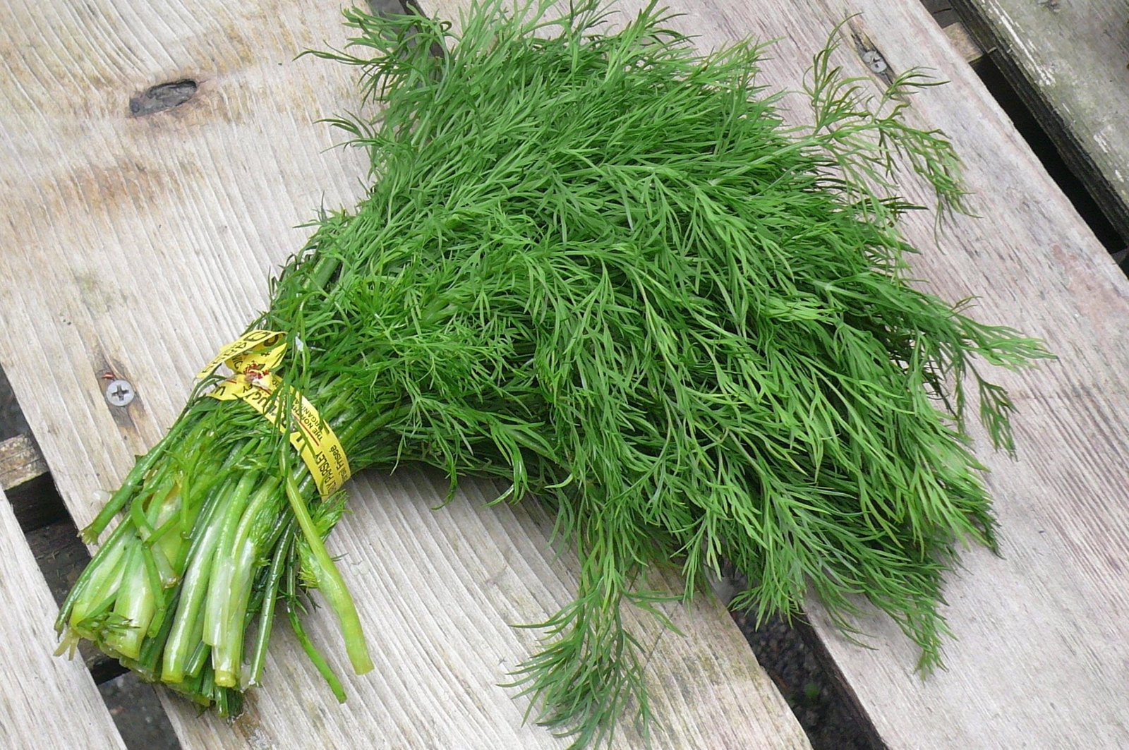 Dill (Soya) Seeds | Herbal Plant Seeds | Best For Kitchen Garden, Terrace & Pots