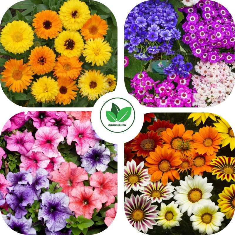 Winter Flower Seeds Combo Pack of 4 | Best For Home Garden & Terrace