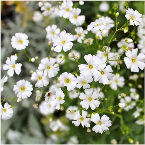 Gypsophila Flower Seeds (Baby’s Breath) for Home Garden