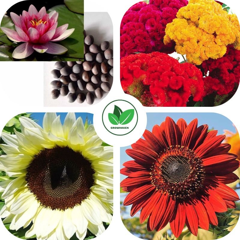 Combo of 4 Summer Special Flower Plant Seeds | Best for Home Garden & Terrace
