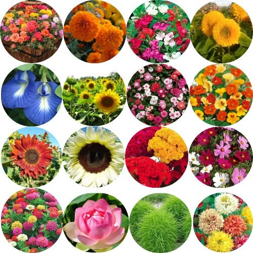 16 Variety Summer Flower Seeds Combo Pack for Home Garden & Terrace | Mixed Seasonal Flower Coll