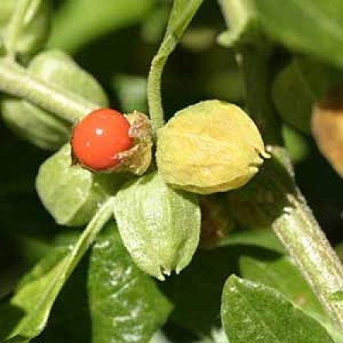 Ashwagandha Medicinal Plant Seeds for Home Garden & Pots