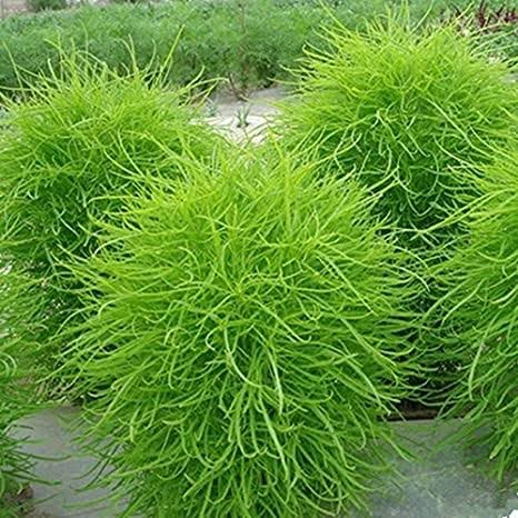 Kochia Fire Bush Seeds | Summer Flower Seeds For Home Garden & Terrace