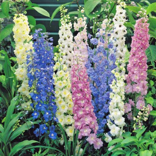 Larkspur Flower Seeds for Home Garden & Terrace | Colorful Winter Blooming Plants | Easy to Grow