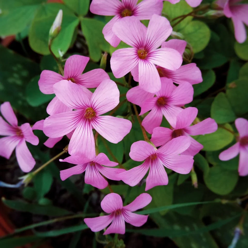 Oxalis Pink Flower Bulbs | Stunning Clover-Like Foliage & Soft Pink Blooms | Home Garden 