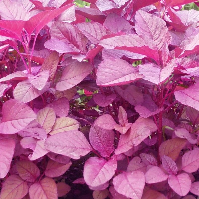 Lal Chaulai / Red Amaranthus Vegetable Seeds for Home Garden & Terrace | Nutritious Red Leafy Gr