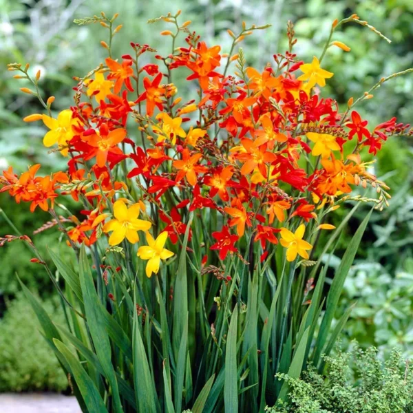 Crocosmia Multicolor Flower Bulbs | Vibrant Summer Blooms | Home Garden & Terrace Planting