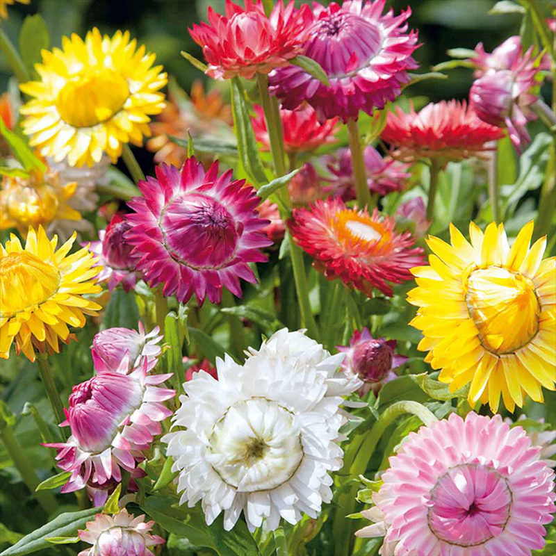 Chrysanthemum Flower Seeds for Home Garden & Terrace | Colorful Winter Blooming Plants | Easy to