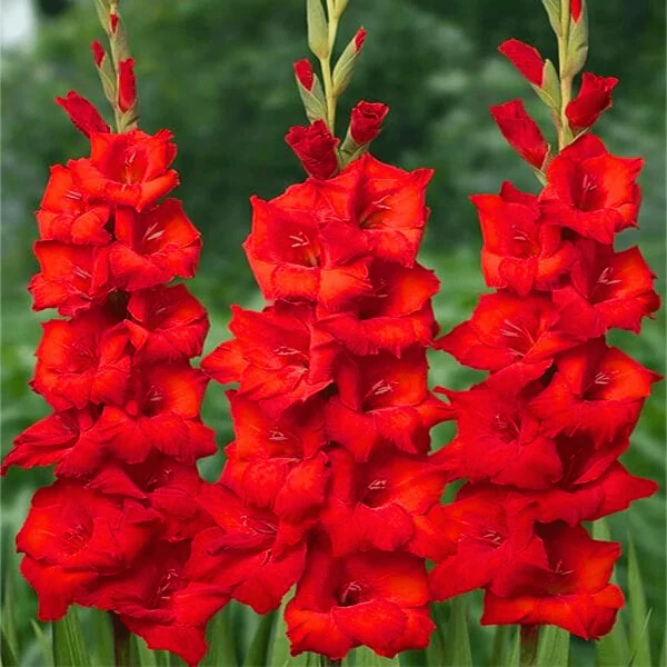 Gladiolus Red Flower Bulb | Indoor/Outdoor Flowering Bulb | Best for Home Garden & Terrace