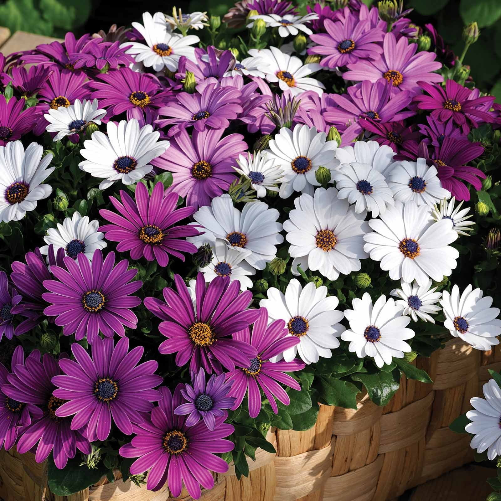 Osteospermum Dwarf Flower Seeds (African Daisy) for Home Garden