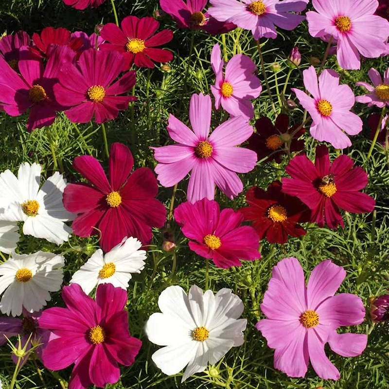 Cosmos Flower Seeds for Home Garden & Terrace | Colorful Seasonal Blooming Plants | Easy to Grow