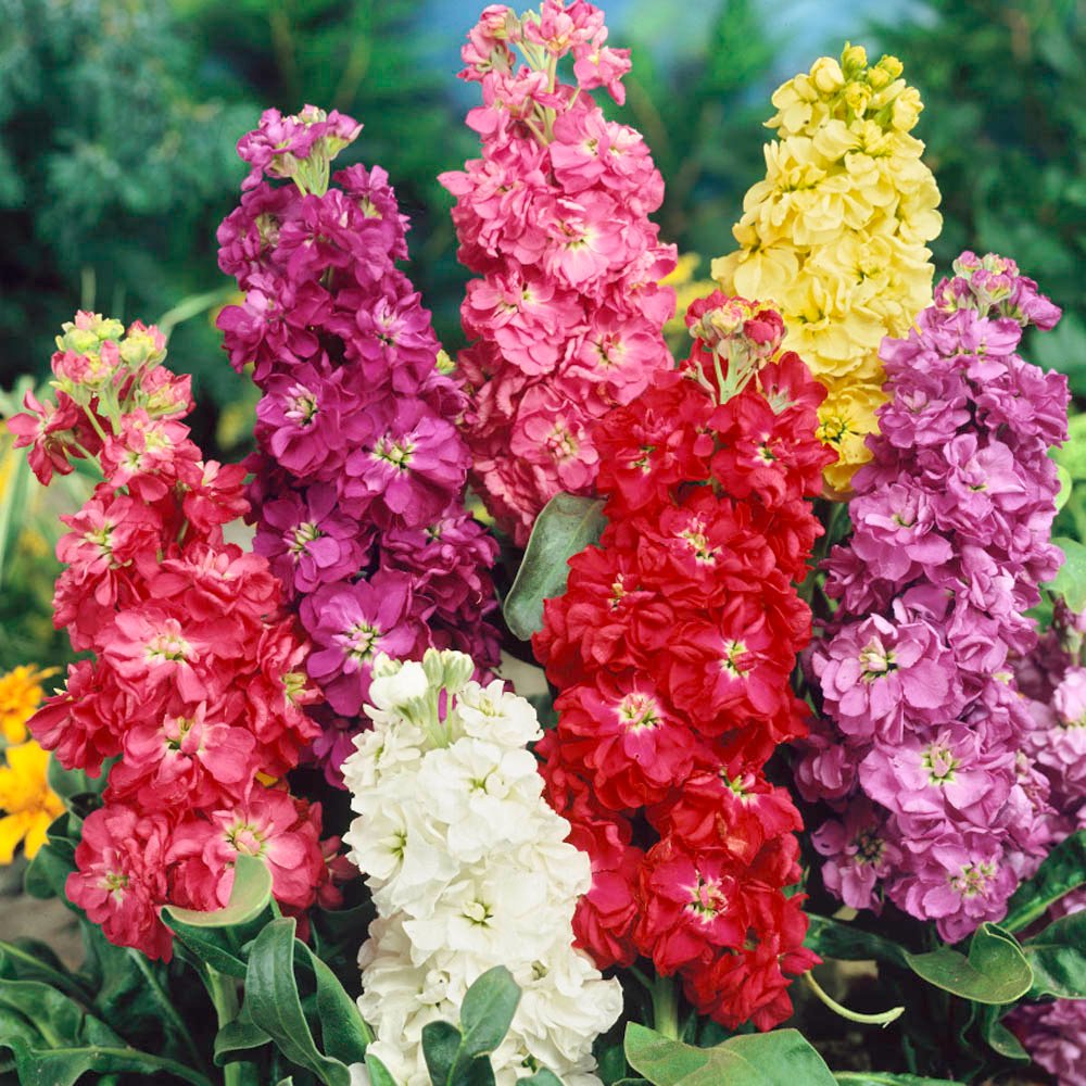 Stock Mixed Flower Seeds for Home Garden & Terrace | Multicolor Fragrant Winter Blooming Plants 