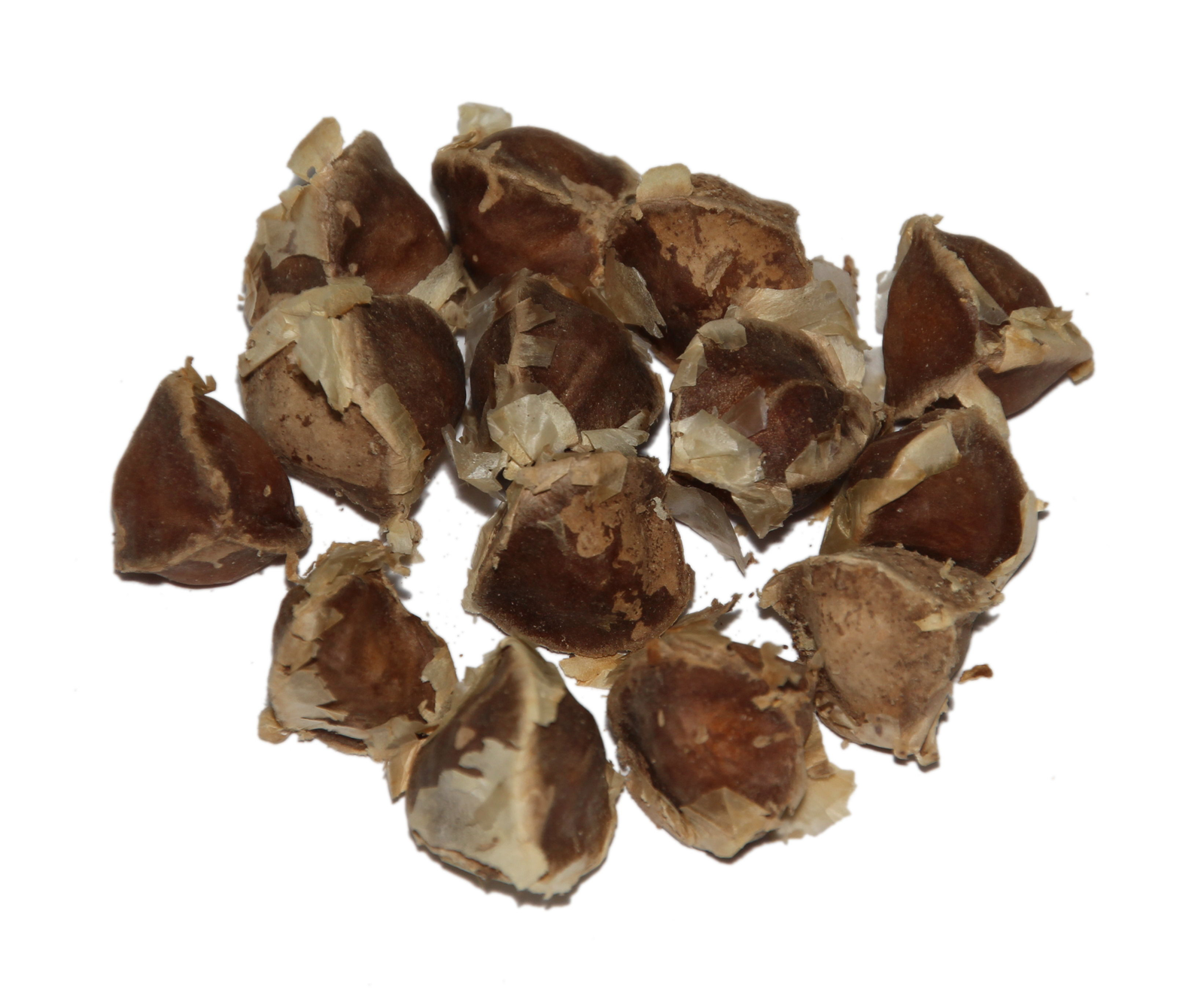 Drumstick / Moringa Vegetable Seeds for Home Garden & Terrace | Nutritious Moringa Tree Seeds | 