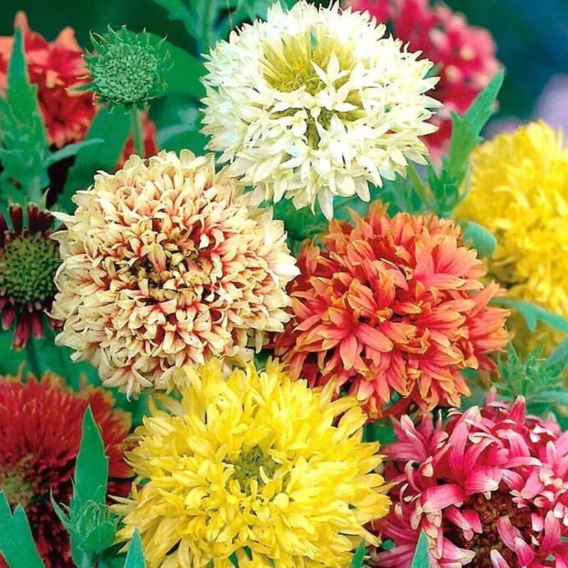 Gaillardia Mixed Flower Seeds for Home Garden & Terrace | Multicolor Daisy Blooming Plants | Eas