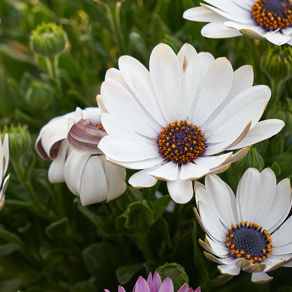 Dimorphotheca White Flower Seeds for Home Garden & Terrace | Beautiful White Daisy Blooming Plan