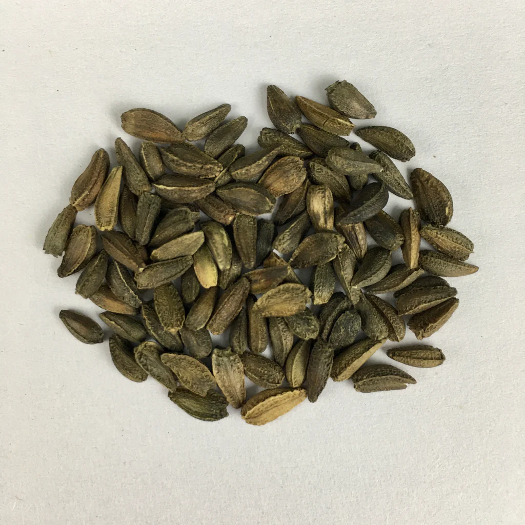 Osteospermum Dwarf Flower Seeds (African Daisy) for Home Garden