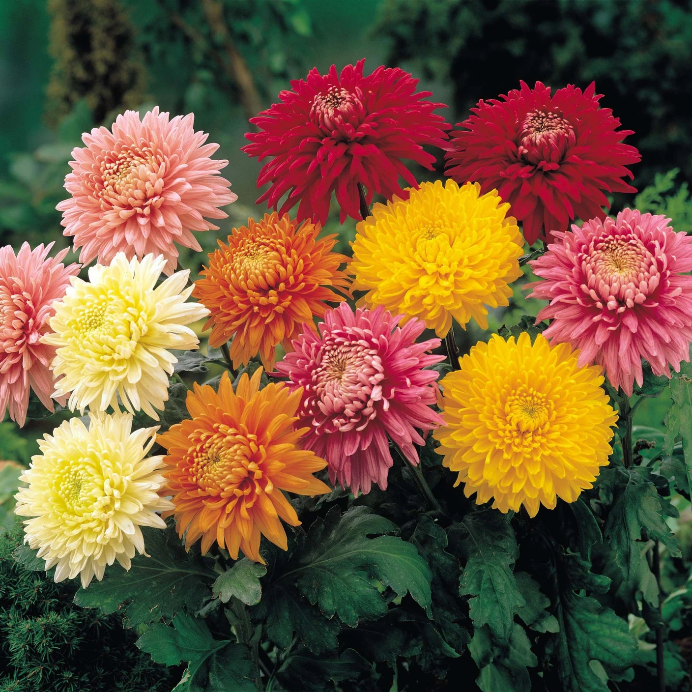 Chrysanthemum Flower Seeds for Home Garden & Terrace | Colorful Winter Blooming Plants | Easy to