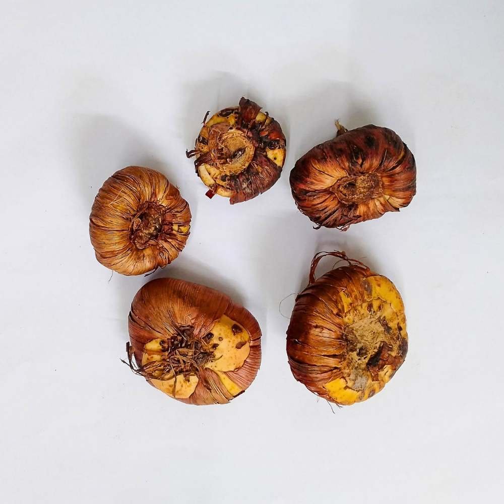 White Gladiolus Flower Bulb | Elegant Winter/Summer Flowering Bulbs | Best for Home Garden 