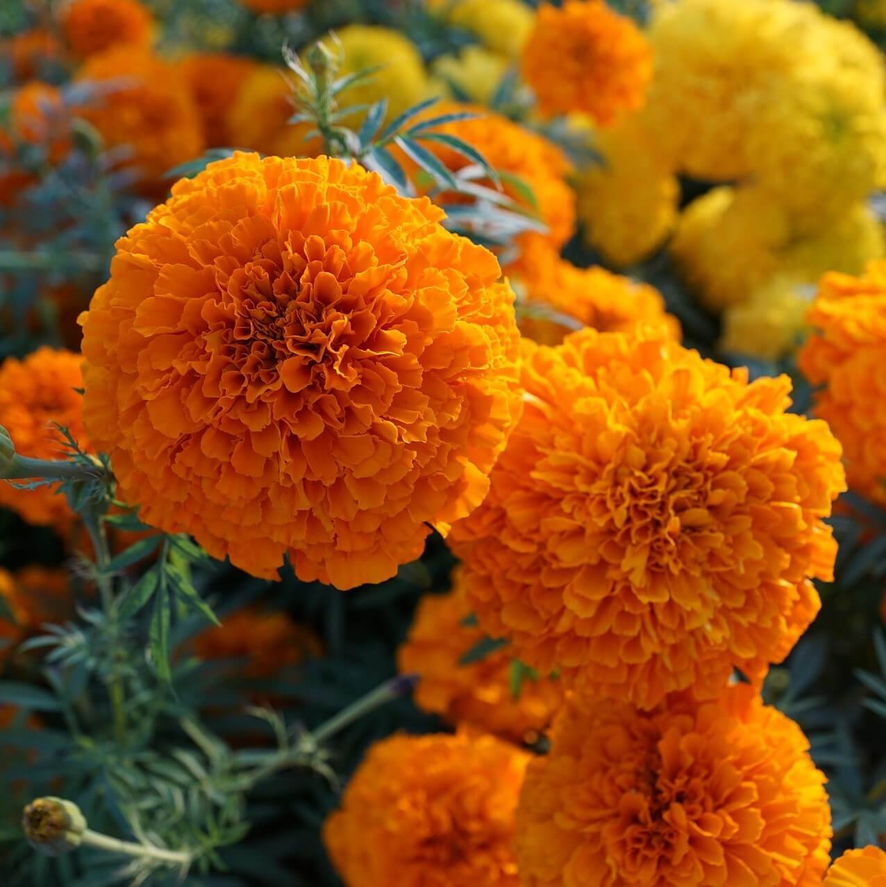 Marigold Flower Seeds for Home Garden & Terrace | Bright Blooming Seasonal Flowers | Easy to Gro