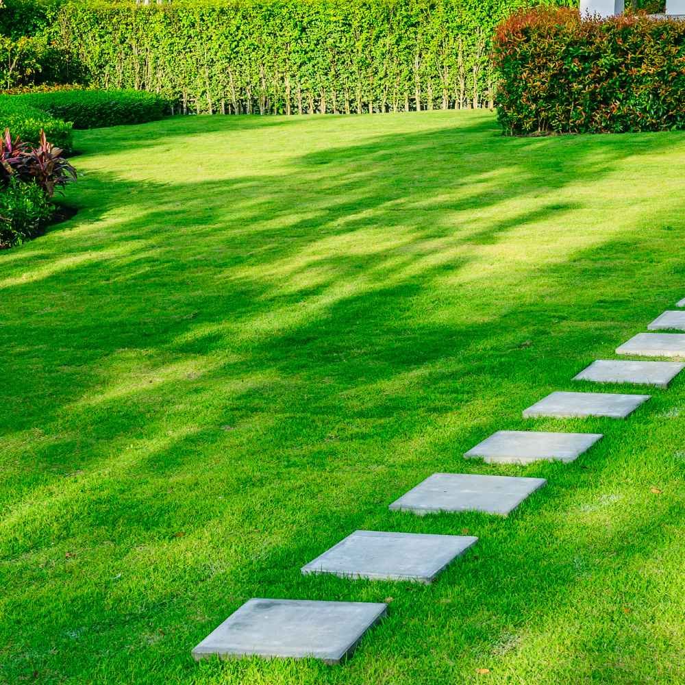 Carpet Lawn Grass Seeds | Garden & Terrace Green Carpet Seeds | Best For Home Lawn & Outdoor