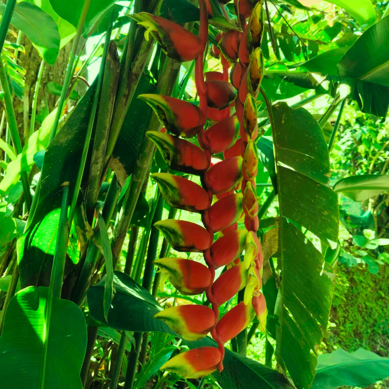 Heliconia Flower Bulbs | Exotic Tropical Blooms | Home Garden & Landscaping Plant