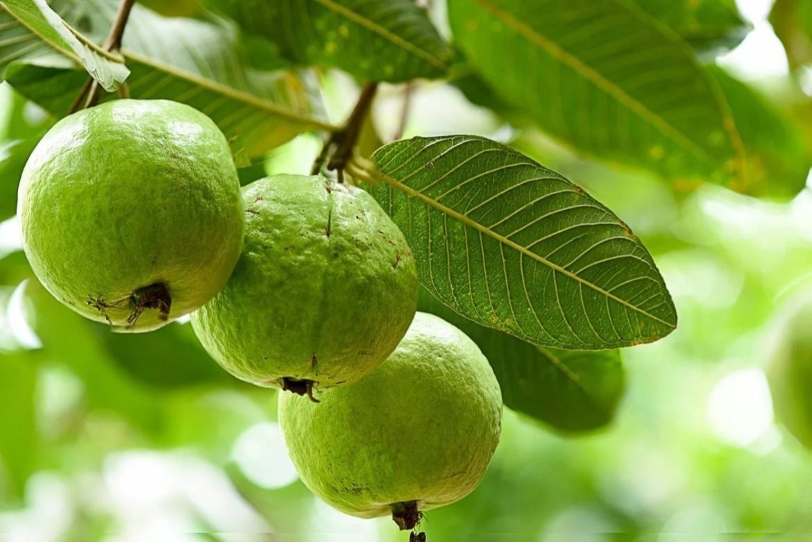 Guava / Amrood Fruit Seeds for Home Garden & Terrace | Healthy Fruit Plant Seeds | Easy to Grow 