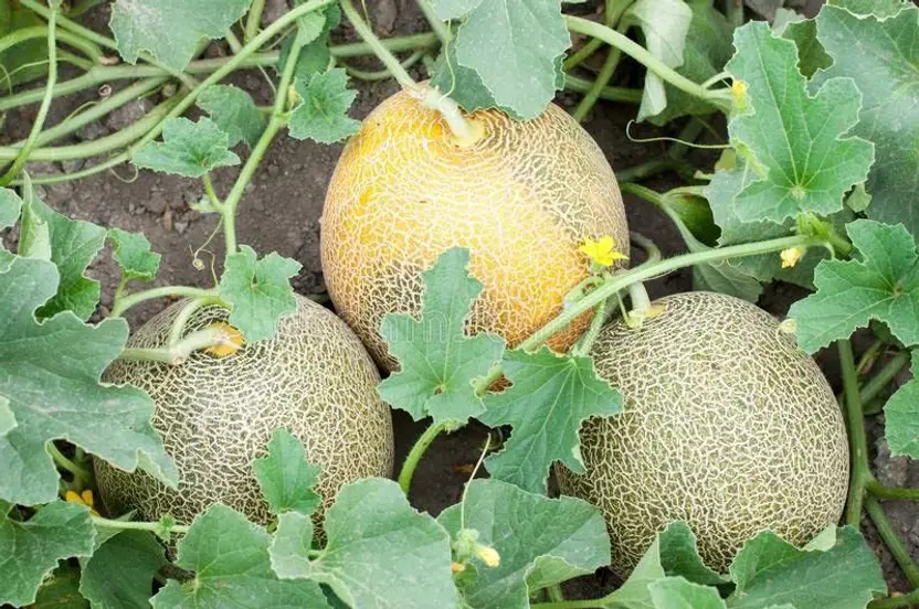 Muskmelon / Karabooja Vegetable Fruit Plant Seeds | Best For Home Garden & Terrace 